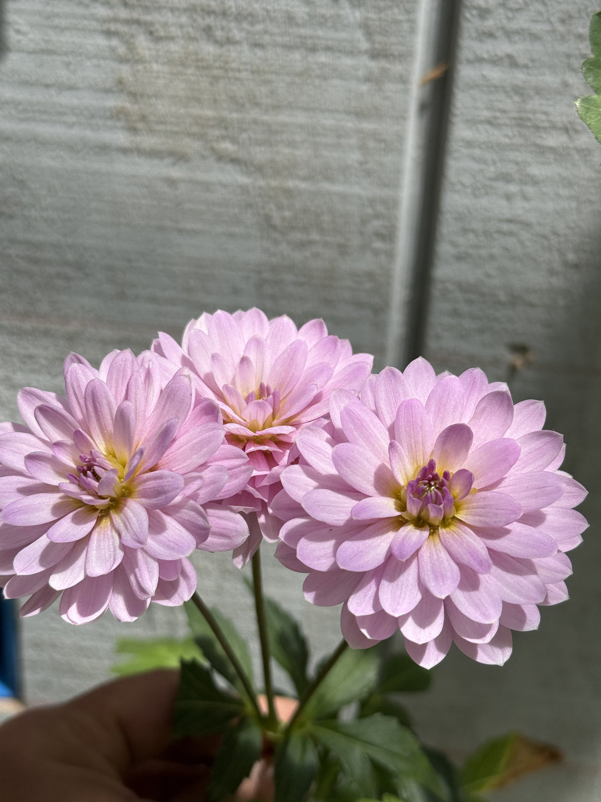 Suitzus Julie dahlia
