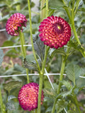 Vino dahlia bloom in dark blend – photo 1 of 3