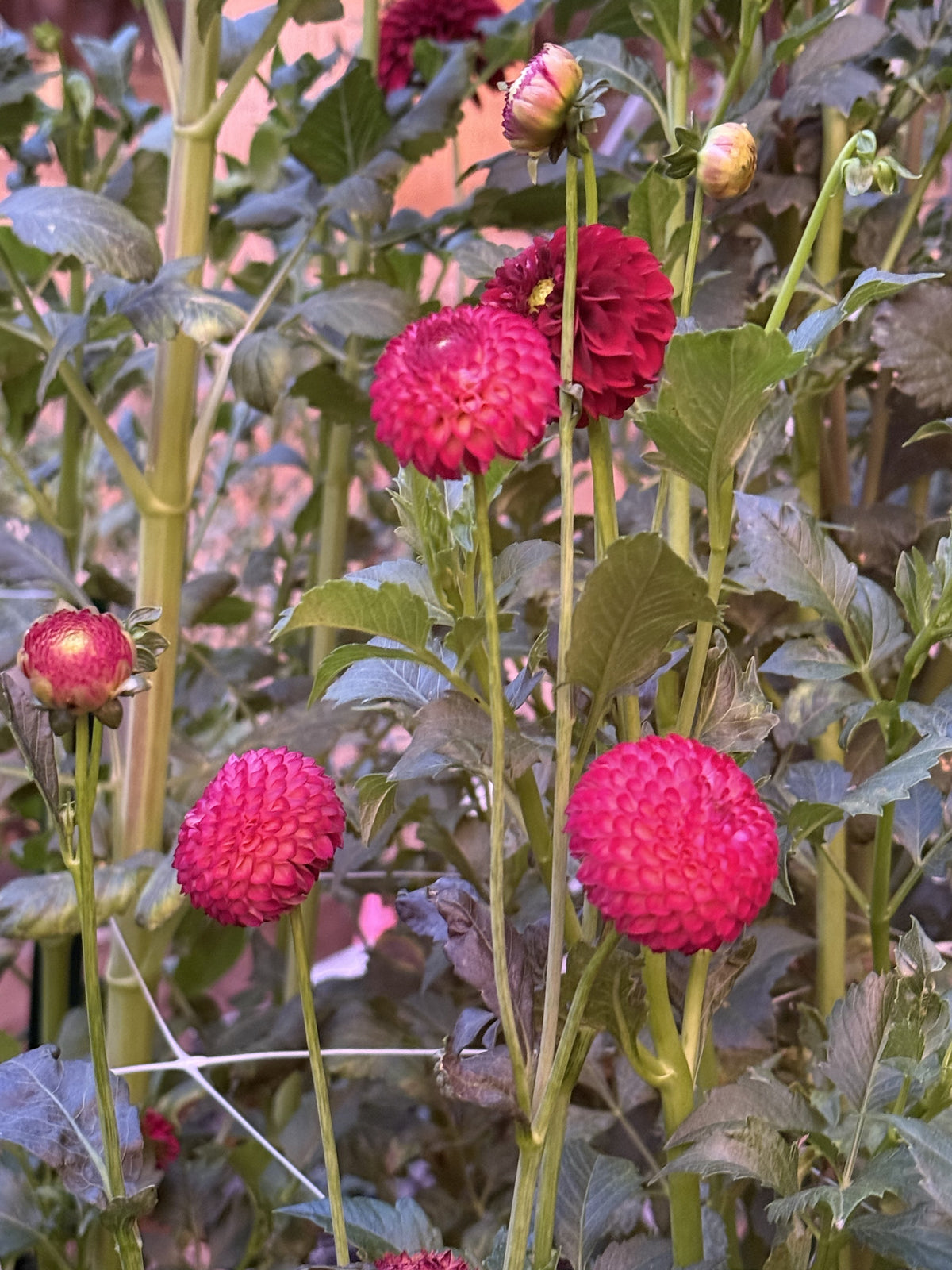 Vino dahlia bloom in dark blend – photo 2 of 3