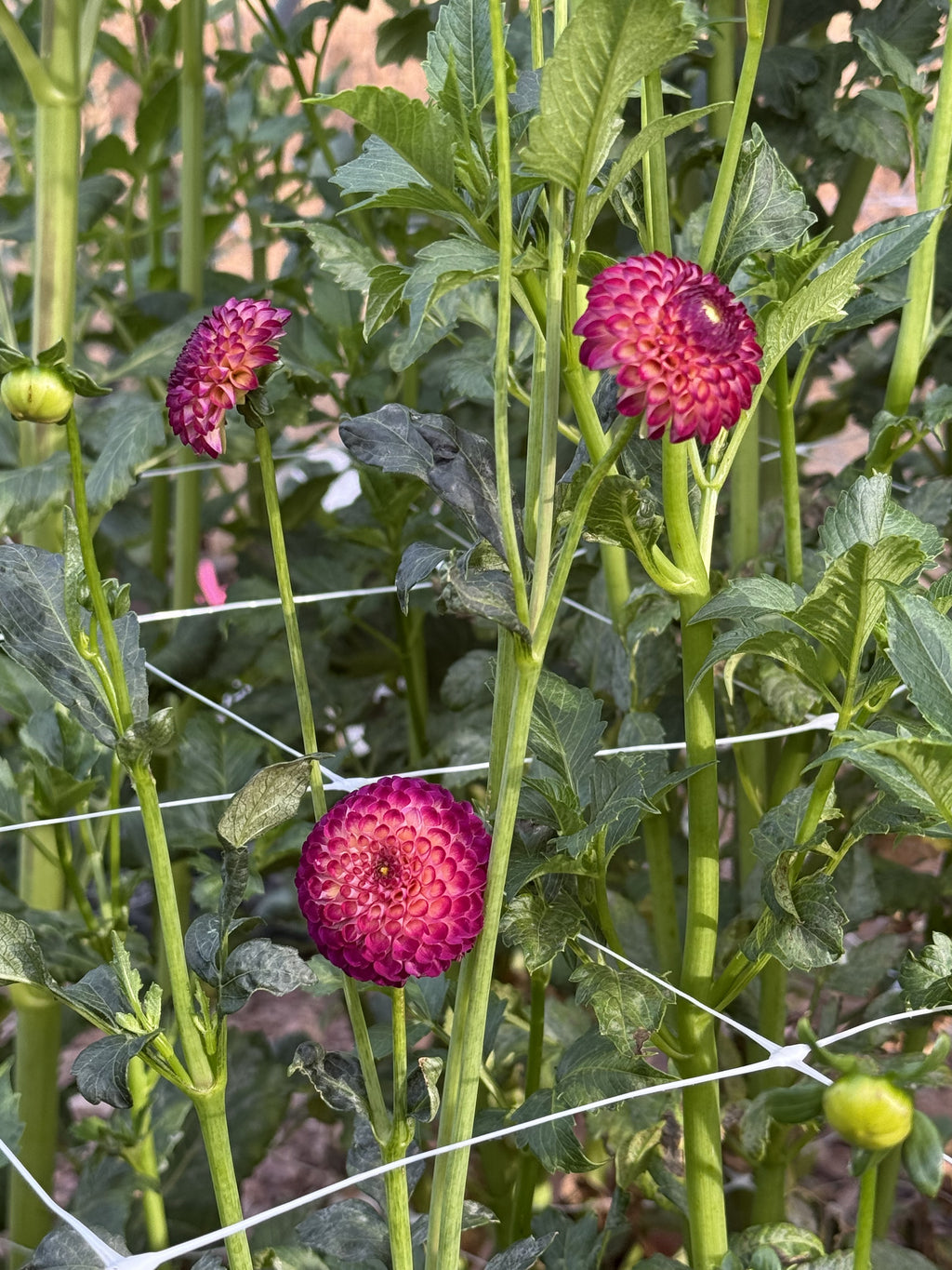 Vino dahlia bloom in dark blend – photo 3 of 3
