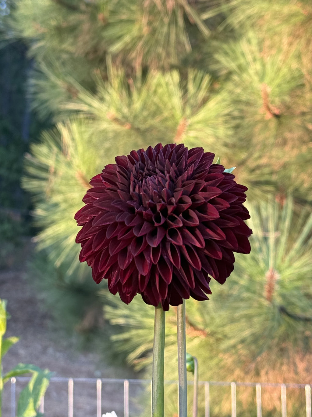 WB's Coco Blood dahlia