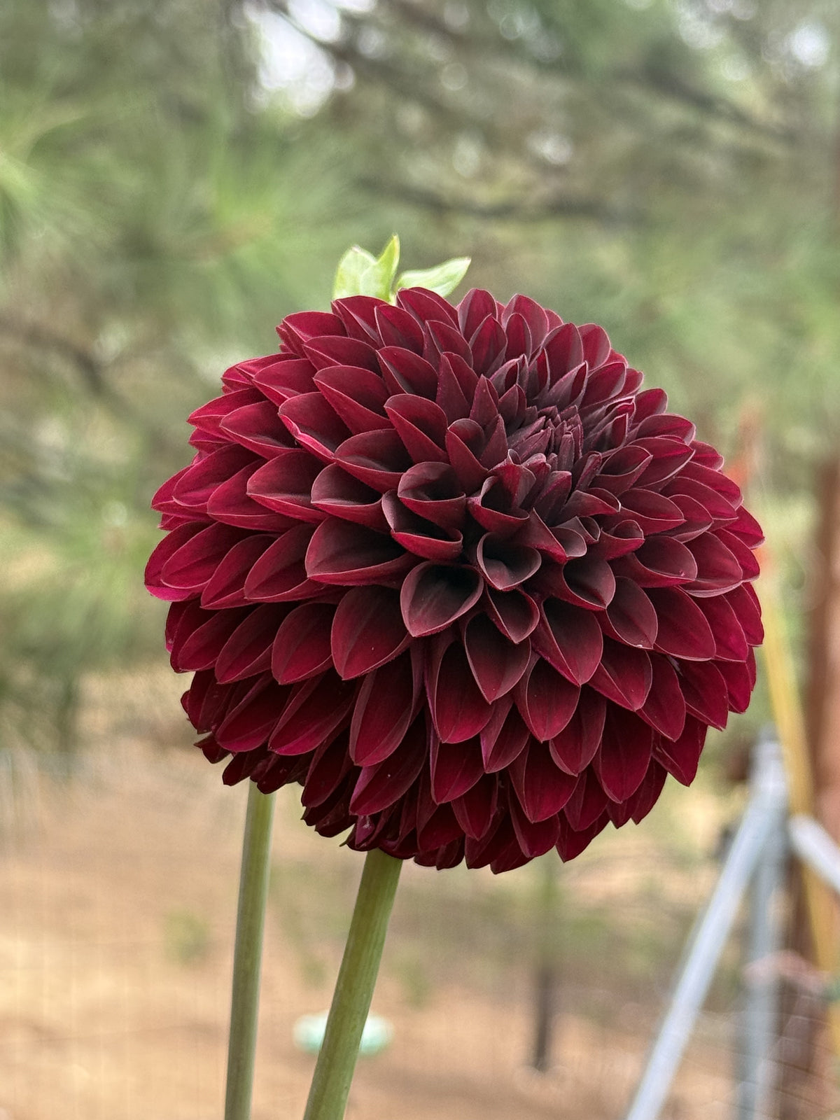 WB's Coco Blood dahlia