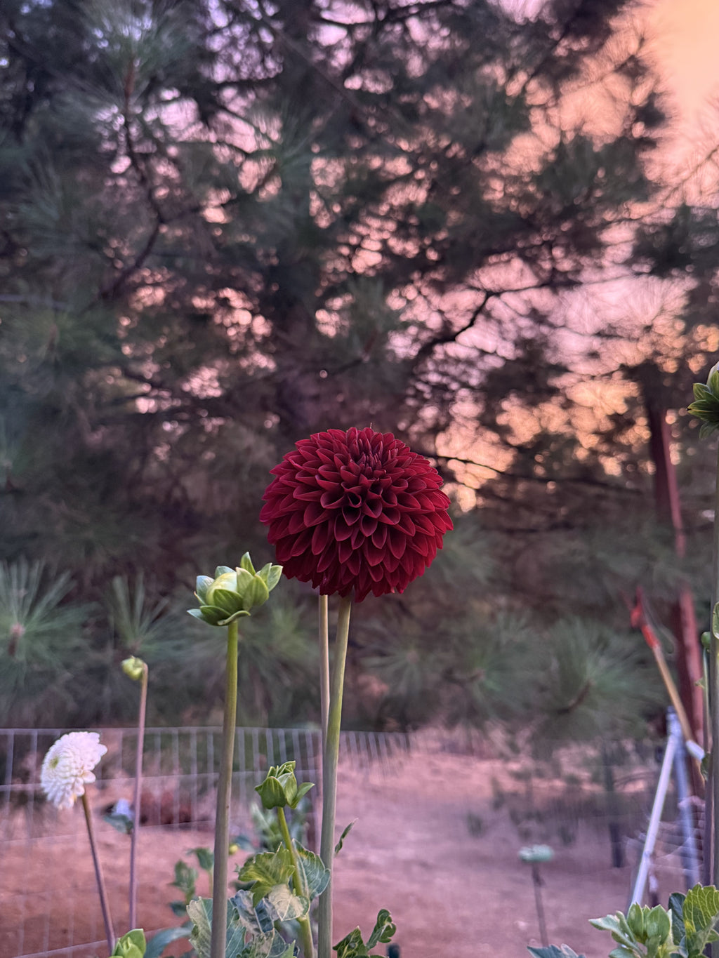 WB's Coco Blood dahlia