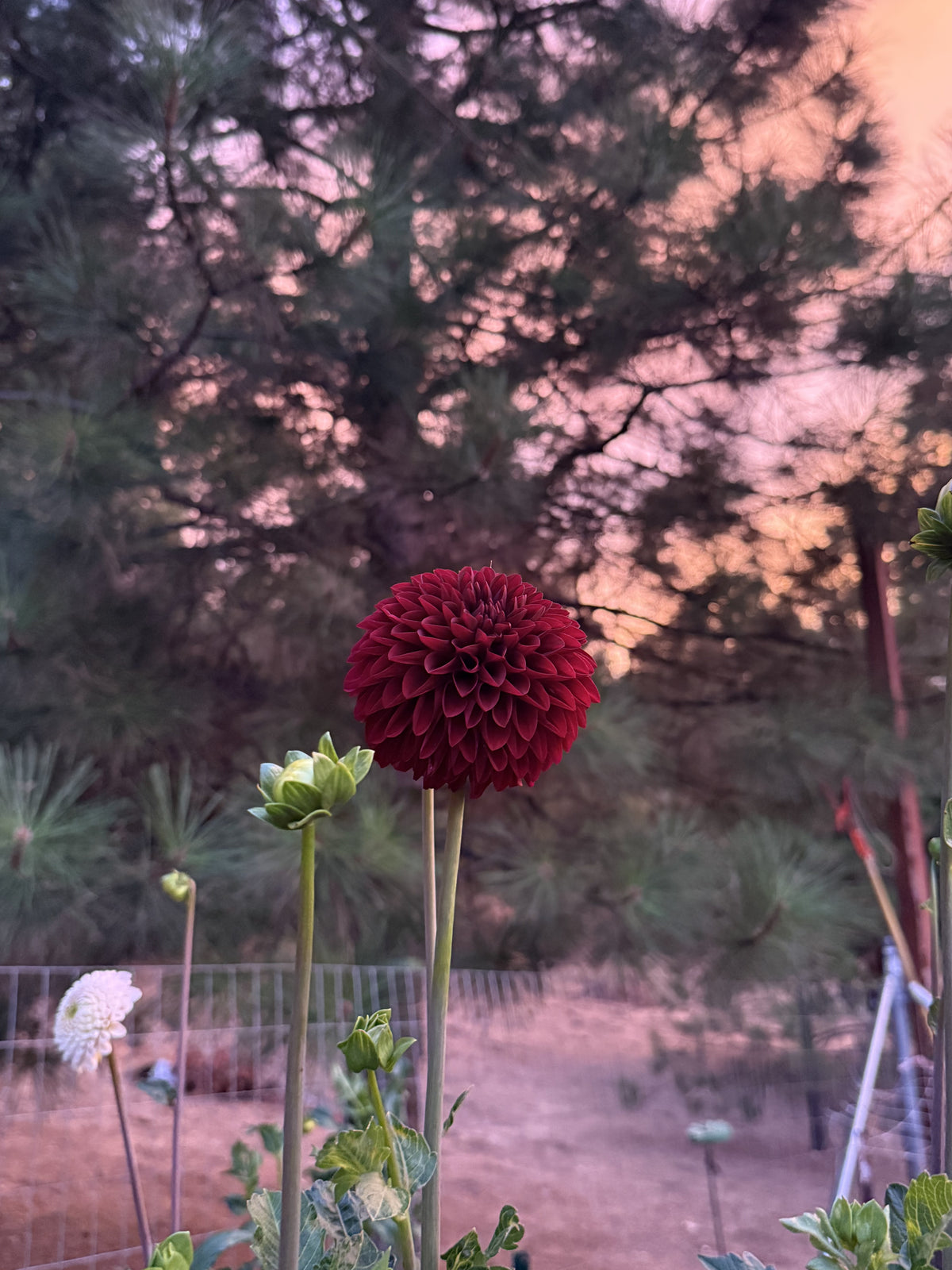 WB's Coco Blood dahlia