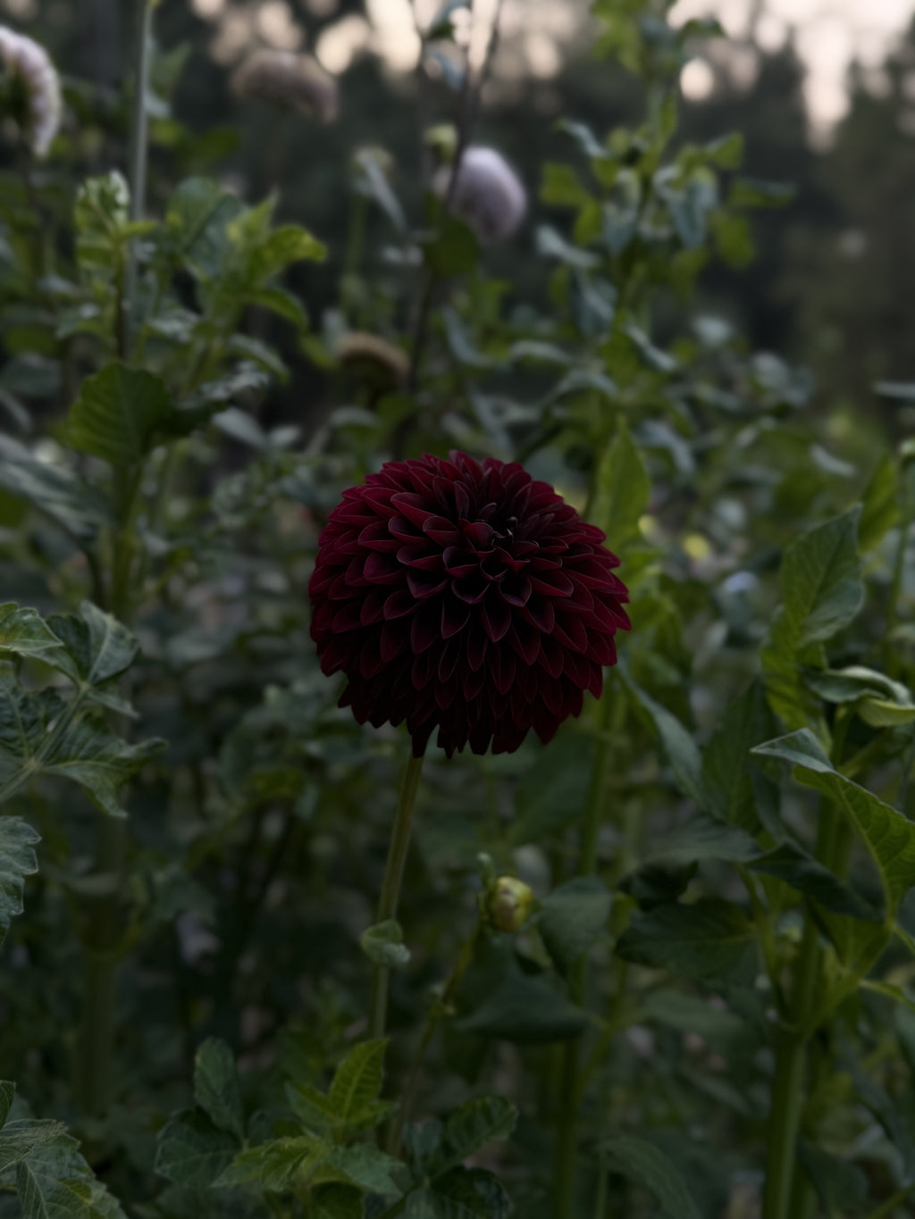 WB's Coco Blood dahlia