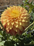WB's Sunrise dahlia