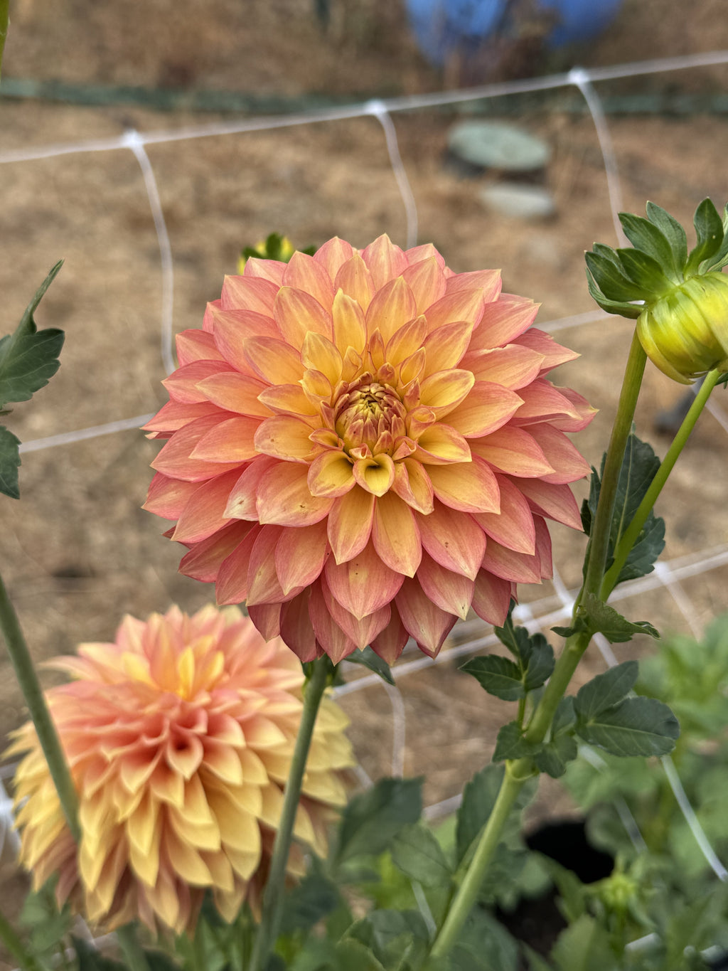 WB's Sunrise dahlia