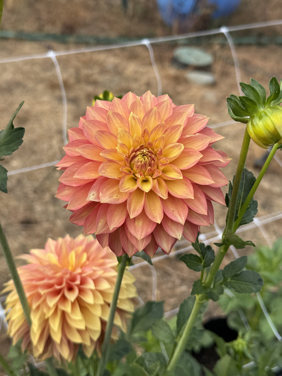 WB's Sunrise dahlia