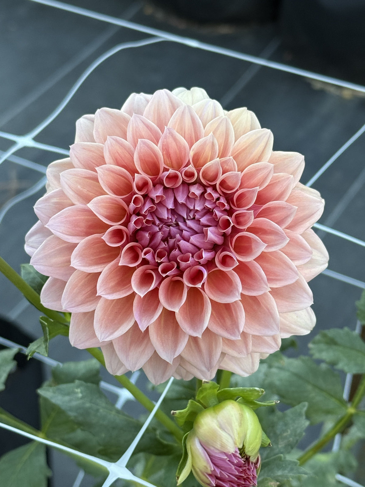 West Coast dahlia bloom – photo 1 of 2