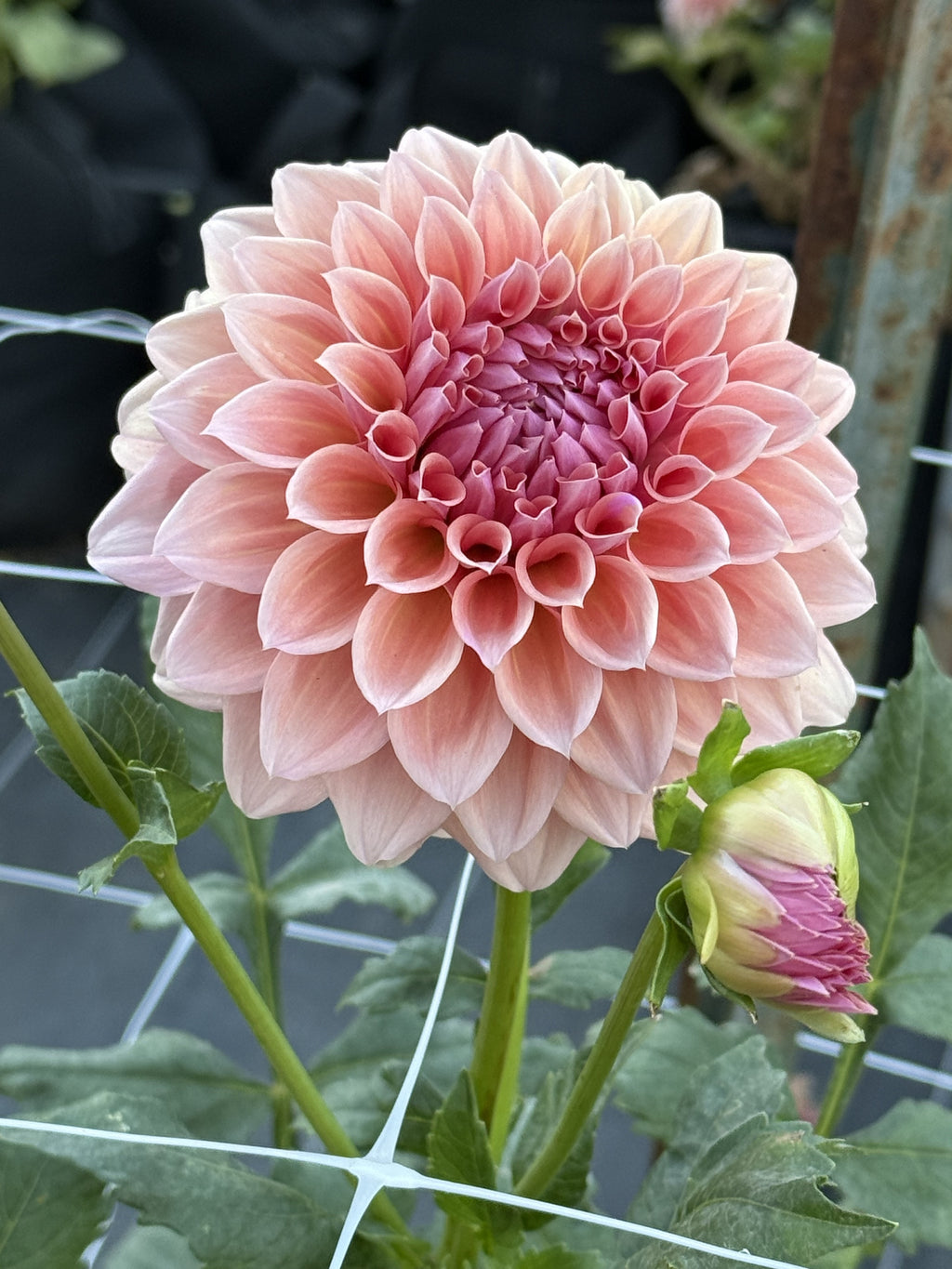 West Coast dahlia bloom – photo 2 of 2