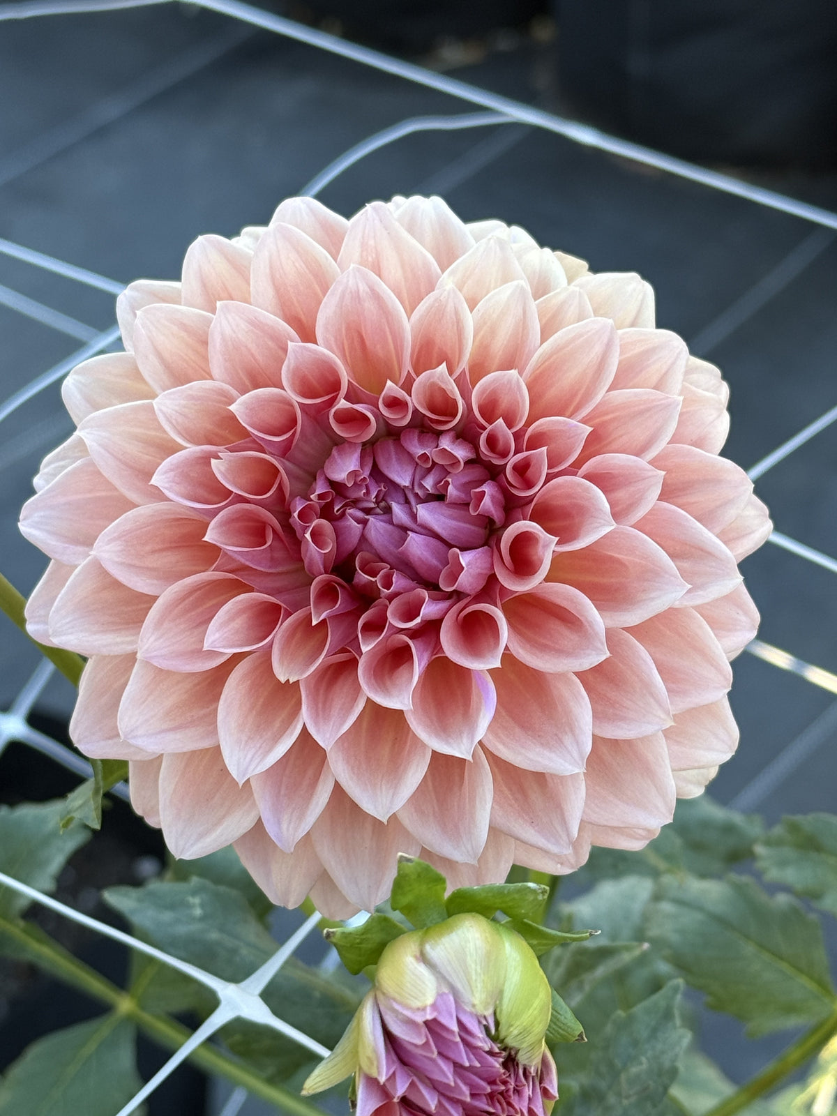 West Coast dahlia bloom in peach with a lavender center