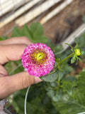Will's Ringwood Rosie dahlia