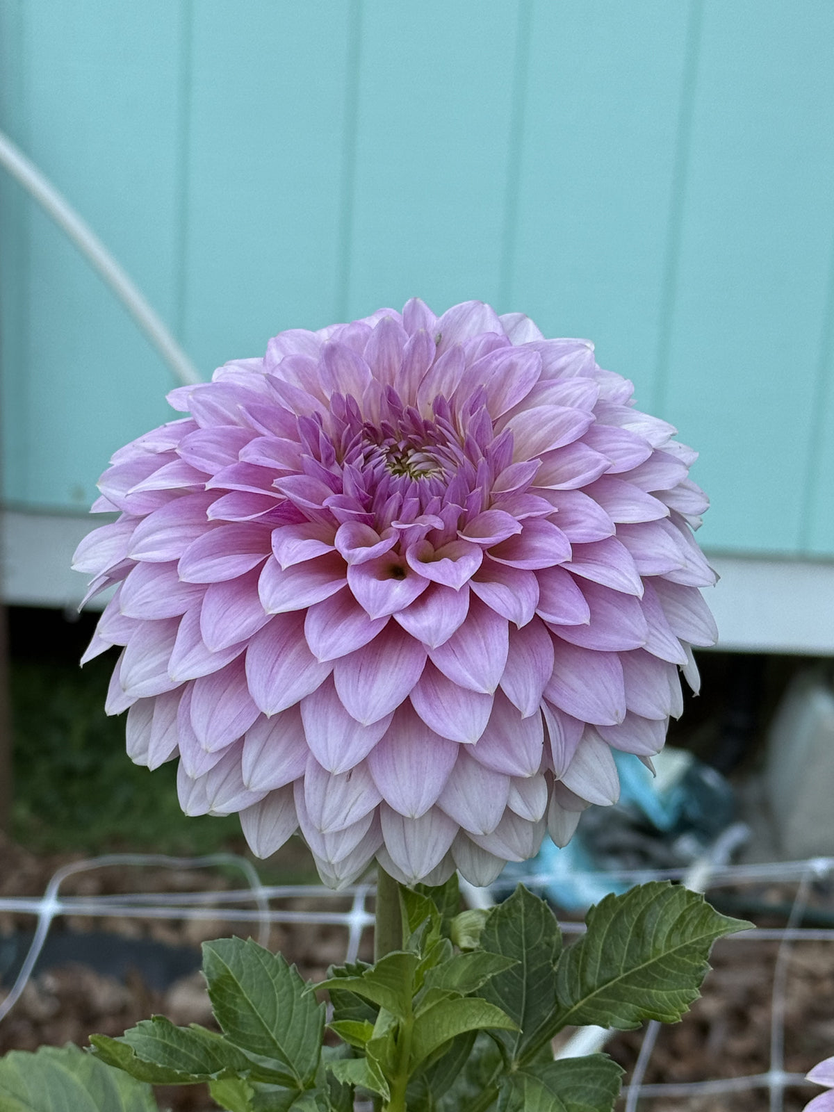 Wyn's Dusty Daydream dahlia